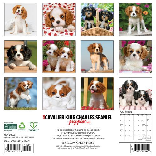 2025 Cavalier King Charles Spaniel Puppies Wall Calendar by  Willow Creek Press from Calendar Club