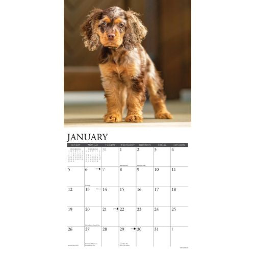 2025 Cocker Spaniels Wall Calendar by  Willow Creek Press from Calendar Club