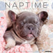 2025 Naptime: Dogs & Puppies on their Best Behaviour Wall Calendar by  Willow Creek Press from Calendar Club