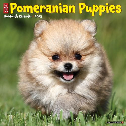 Australia Pomeranian Puppies For Sale Trading Post Pomeranian Dog