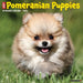 2025 Pomeranian Puppies Wall Calendar by  Willow Creek Press from Calendar Club