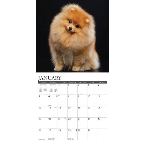 2025 Pomeranians Wall Calendar by  Willow Creek Press from Calendar Club
