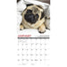 2025 Pug Mugs Wall Calendar by  Willow Creek Press from Calendar Club