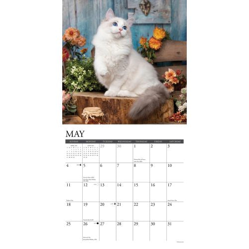 2025 Ragdoll Cats Wall Calendar by  Willow Creek Press from Calendar Club