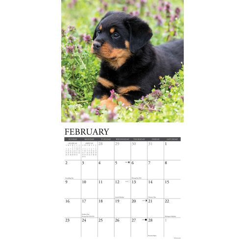 2025 Rottweiler Puppies Wall Calendar