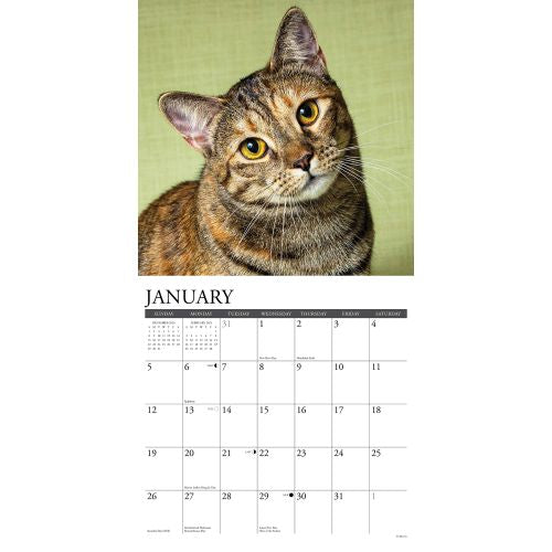 2025 Tabby Cats Wall Calendar (Online Exclusive)