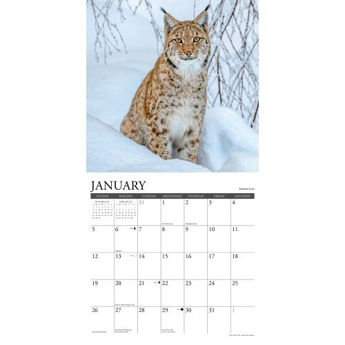 2025 Wildlife Wall Calendar