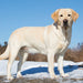 2025 Yellow Labs Wall Calendar by  Willow Creek Press from Calendar Club