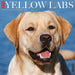 2025 Yellow Labs Wall Calendar by  Willow Creek Press from Calendar Club