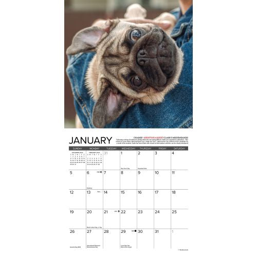 2025 Pug Mugs Mini Wall Calendar by  Willow Creek Press from Calendar Club