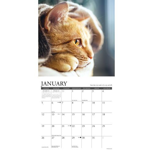 2025 What Cats Teach Us Mini Wall Calendar