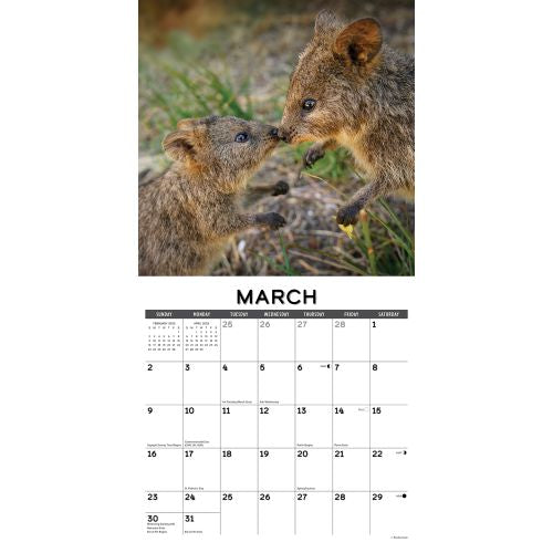 2025 Quokkas Wall Calendar by  Willow Creek Press from Calendar Club