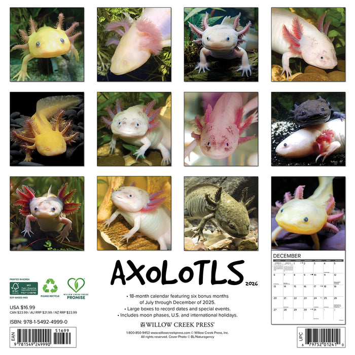 Axolotls 2026 Square Wall Calendar