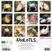 Axolotls 2026 Square Wall Calendar