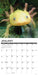 Axolotls 2026 Square Wall Calendar