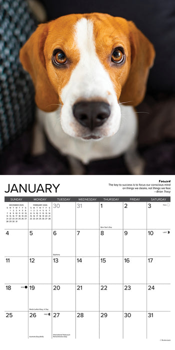 Beagle Rules 2026 Square Wall Calendar