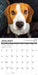 Beagle Rules 2026 Square Wall Calendar