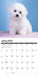 Bichon Frise Puppies 2026 Square Wall Calendar