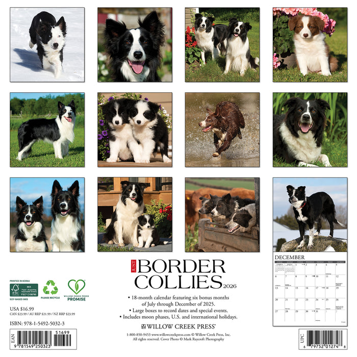Border Collies 2026 Square Wall Calendar