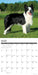 Border Collies 2026 Square Wall Calendar