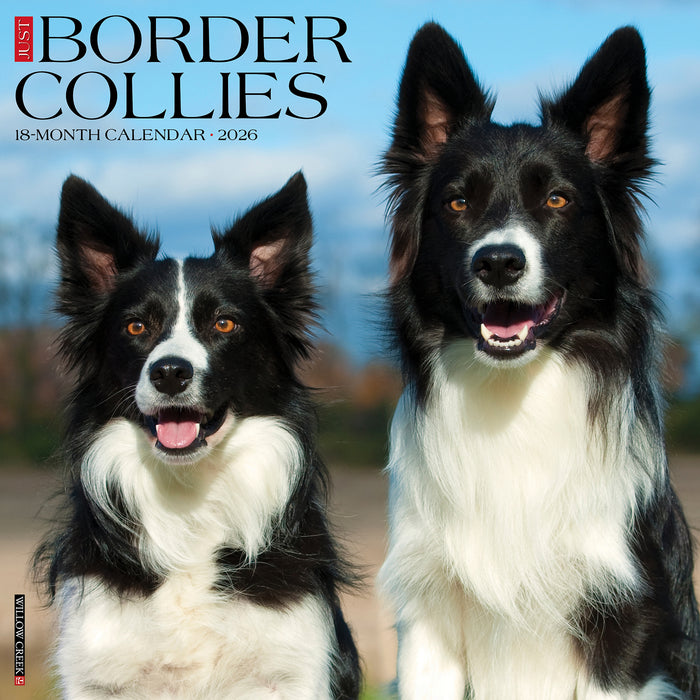 Border Collies 2026 Square Wall Calendar