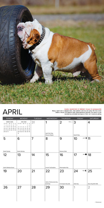 Bulldog Bad Boys 2026 Square Wall Calendar
