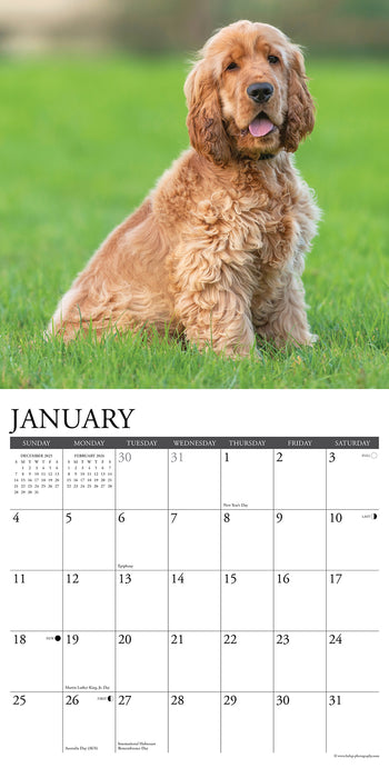 Cocker Spaniels 2026 Square Wall Calendar