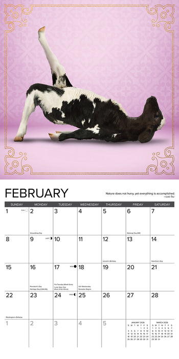 Cow Yoga 2026 Square Wall Calendar