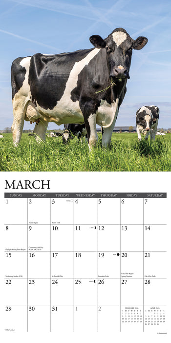 Cows 2026 Square Wall Calendar