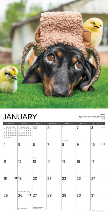 Dachshund Rules 2026 Square Wall Calendar