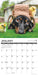 Dachshund Rules 2026 Square Wall Calendar