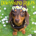 Dachshund Rules 2026 Square Wall Calendar