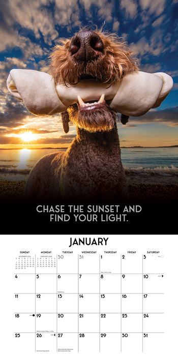 Dog's Life 2026 Square Wall Calendar