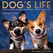 Dog's Life 2026 Square Wall Calendar