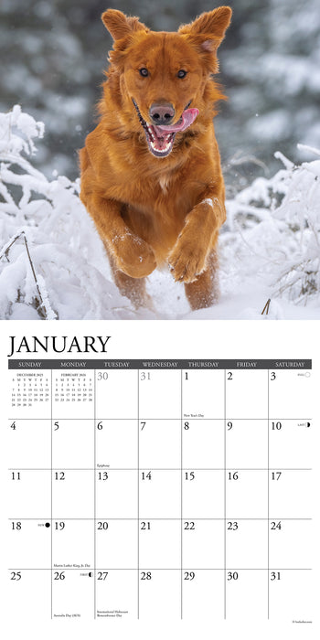 Goldens 2026 Square Wall Calendar