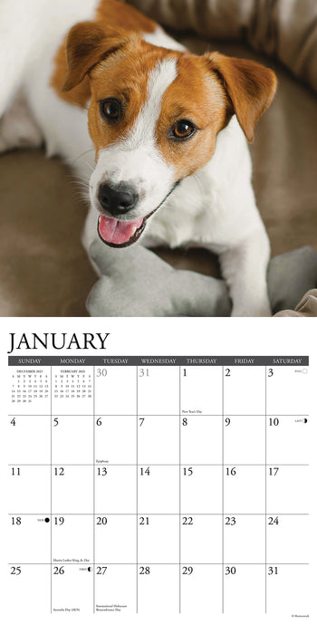 Jack Russells 2026 Square Wall Calendar