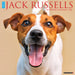Jack Russells 2026 Square Wall Calendar