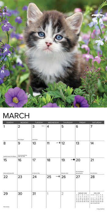 Kittens 2026 Square Wall Calendar