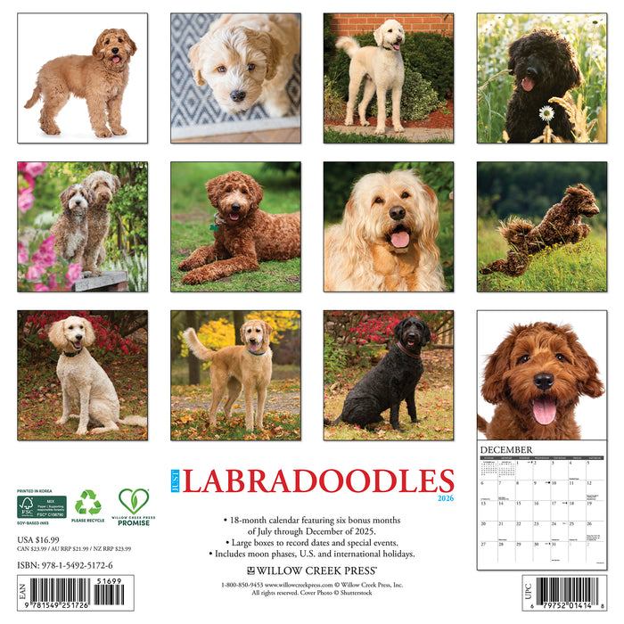 Labradoodles 2026 Square Wall Calendar