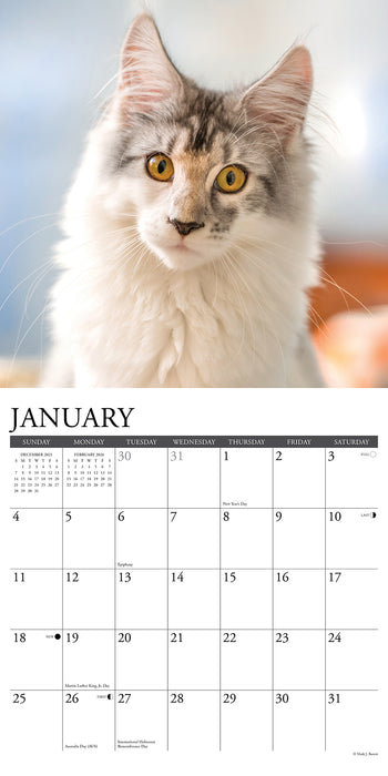 Maine Coon Cats 2026 Square Wall Calendar