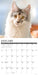 Maine Coon Cats 2026 Square Wall Calendar