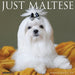 Maltese 2026 Square Wall Calendar