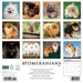 Pomeranians 2026 Square Wall Calendar