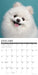 Pomeranians 2026 Square Wall Calendar