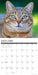 Tabby Cats 2026 Square Wall Calendar