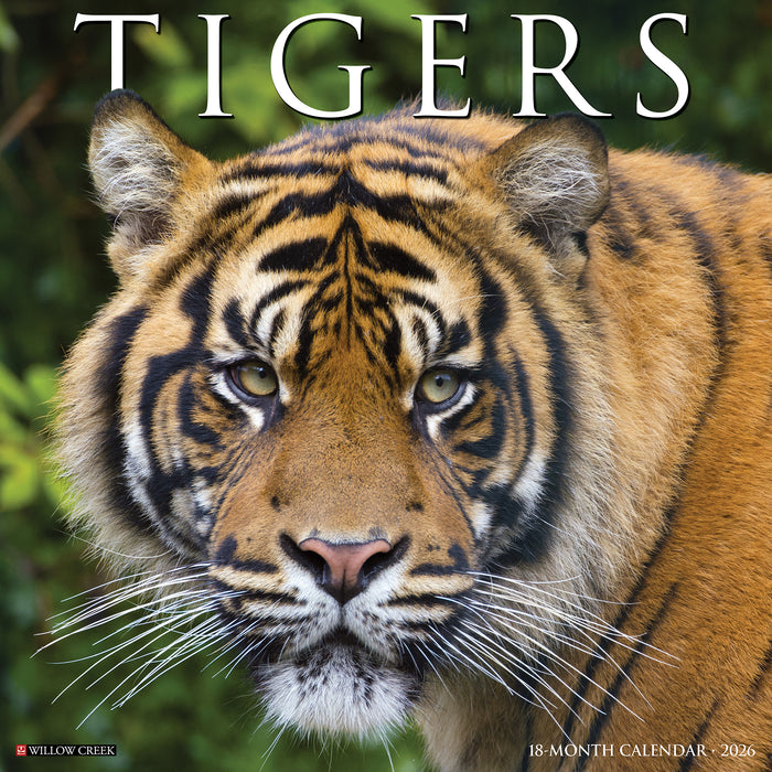 Tigers 2026 Square Wall Calendar