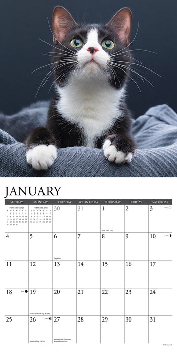 Tuxedo Cats 2026 Square Wall Calendar