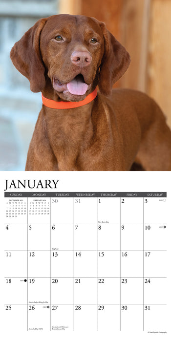 Vizslas 2026 Square Wall Calendar