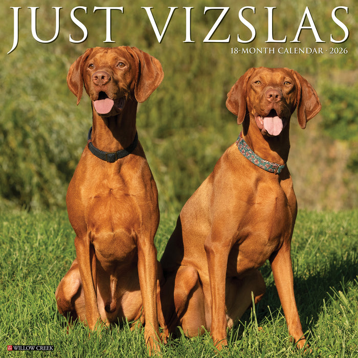 Vizslas 2026 Square Wall Calendar
