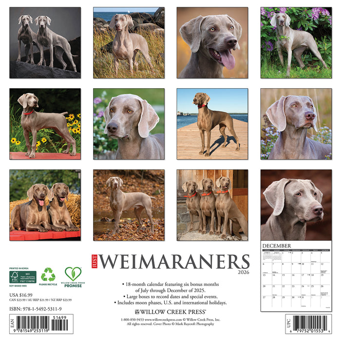 Weimaraners 2026 Square Wall Calendar